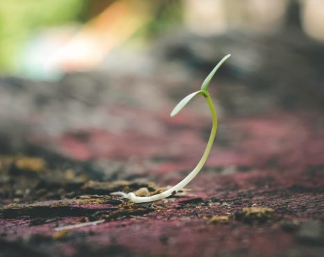O futuro da Psicanálise e o mundo em que vivemos